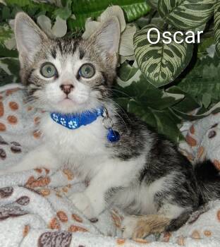 Oscar -  Domestic Short Hair Cat for Adoption in Redondo Beach, California - Oscar | PetCurious