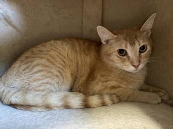 Saturday -  Domestic Short Hair Cat for Adoption in Saint Paul, Minnesota - Saturday | PetCurious