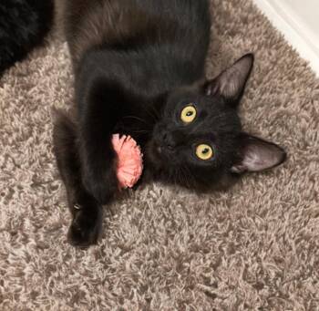 Gareth -  Domestic Medium Hair Cat for Adoption in Houston, Texas - Gareth | PetCurious