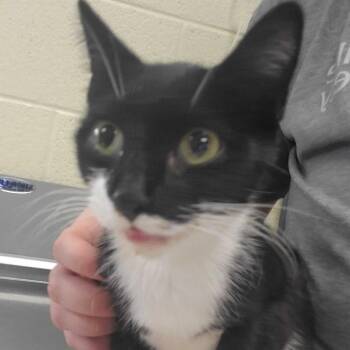 Mundel -  Domestic Short Hair Cat for Adoption in Asheville, North Carolina - Mundel | PetCurious