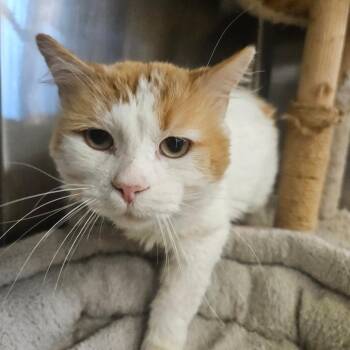 Domestic Medium Hair Cats Available for Adoption - Ragnar | PetCurious