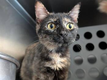 MOMMA -  Domestic Short Hair Cat for Adoption in Camarillo, California - MOMMA | PetCurious