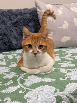 Wally -  Domestic Short Hair Cat for Adoption in West Chester, Pennsylvania - Wally | PetCurious