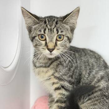 Twixer -  Domestic Short Hair Cat for Adoption in Dayton, Ohio - Twixer | PetCurious