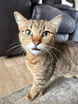 Domestic Short Hair Cats Available for Adoption in Auburn, Indiana - Kids Call Her Sparks | PetCurious