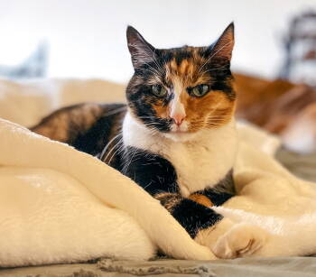 Rescue Domestic Short Hair Cats for Adoption in Breinigsville, Pennsylvania - Bella* | PetCurious