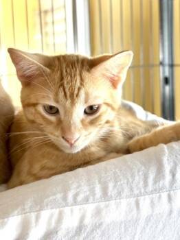 Queso -  Domestic Short Hair Cat for Adoption in New Orleans, Louisiana - Queso | PetCurious
