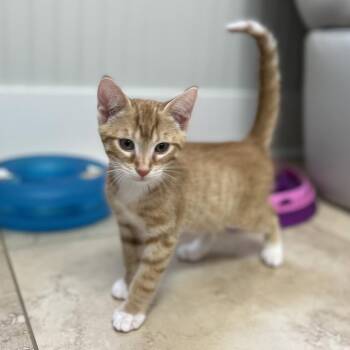 Domestic Short Hair Cats Available for Adoption in Hilton Head Island, South Carolina - Justin | PetCurious