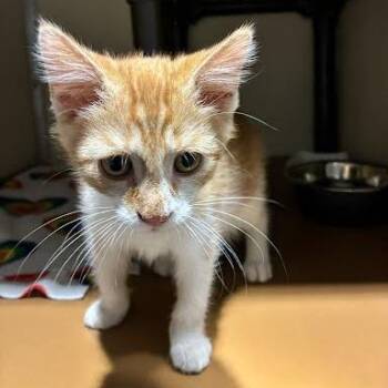 Fredrick -  Domestic Short Hair Cat for Adoption in Jeffersonville, Indiana - Fredrick | PetCurious