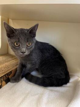 SMOKEY -  Domestic Short Hair Cat for Adoption in Thousand Palms, California - SMOKEY | PetCurious