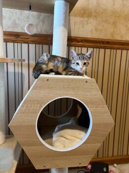 Bambi -  Domestic Short Hair and Tabby Cat for Adoption in Yardley, Pennsylvania - Bambi | PetCurious