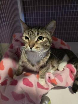 Domestic Short Hair Cats Available for Adoption - Edith | PetCurious