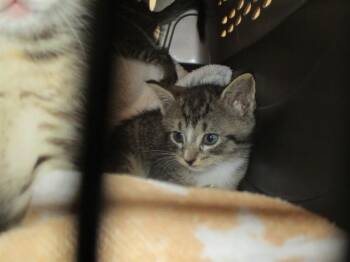 ADA -  Domestic Short Hair Cat for Adoption in Ocala, Florida - ADA | PetCurious