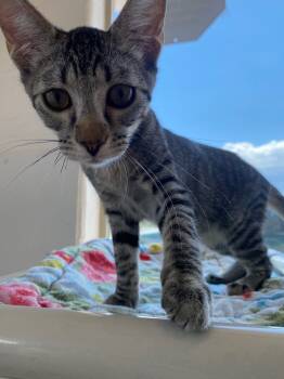 Rescue Domestic Short Hair Cats for Adoption in Grand Junction, Colorado - Jack Daniel | PetCurious