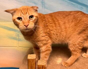 Domestic Short Hair Cats Available for Adoption in Defiance, Ohio - Clyde | PetCurious
