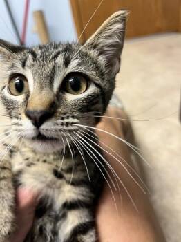 Theodore -  Domestic Short Hair Cat for Adoption in Dayton, Minnesota - Theodore | PetCurious