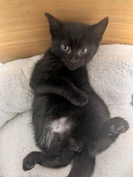 Rescue American Shorthair Cats for Adoption in Montclair, New Jersey - Baneberry | PetCurious