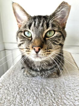 Rescue Tabby and Domestic Short Hair Cats for Adoption in Greenfield, Indiana - Flynn | PetCurious