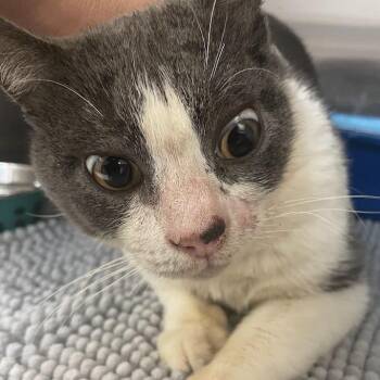 1311-C26 -  Domestic Short Hair Cat for Adoption in Port Charlotte, Florida - 1311-C26 | PetCurious