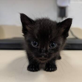Casey -  Domestic Short Hair Cat for Adoption in Ardmore, Oklahoma - Casey | PetCurious