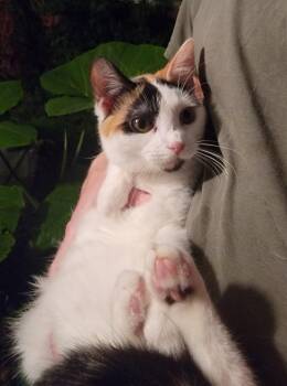Domestic Medium Hair Cats Available for Adoption in Houston, Texas - SheBang | PetCurious