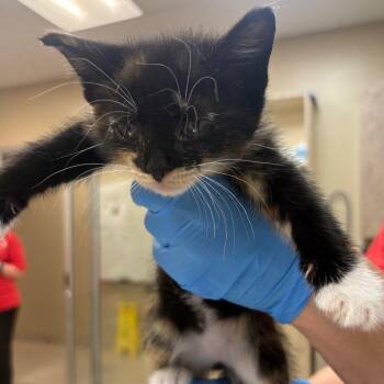 Domestic Short Hair Cats Available for Adoption in Birmingham, Alabama - Maki | PetCurious