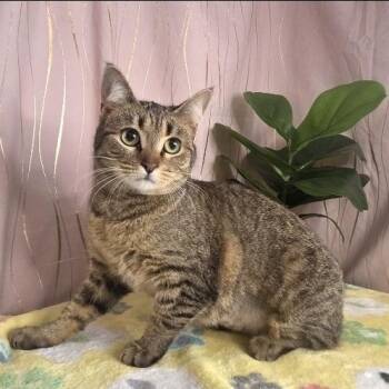 Pumpkin -  Domestic Short Hair Cat for Adoption in Long Beach, Mississippi - Pumpkin | PetCurious