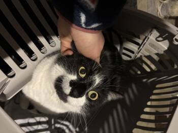 Domestic Short Hair Cats Available for Adoption - Phoebe | PetCurious