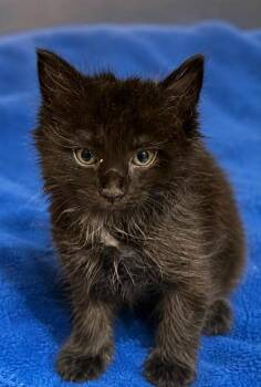Mary -  Domestic Long Hair Cat for Adoption in Columbia, Tennessee - Mary | PetCurious