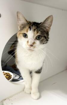 Glenda -  Domestic Short Hair Cat for Adoption in Rochester, Indiana - Glenda | PetCurious