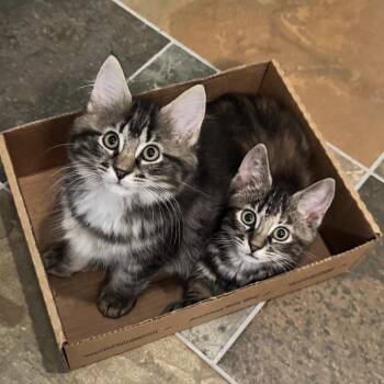 Purrbury -  Domestic Short Hair Cat for Adoption in Danbury, Connecticut - Purrbury | PetCurious