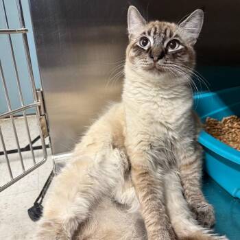 Bon Bon -  Domestic Short Hair Cat for Adoption in Spokane, Washington - Bon Bon | PetCurious