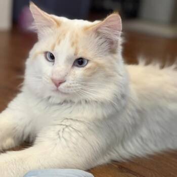 Siamese and Domestic Medium Hair Cats Available for Adoption - Loki | PetCurious