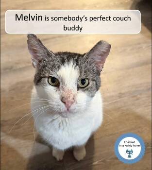 Melvin -  Domestic Short Hair Cat Available for Adoption in Cincinnati, Ohio - Melvin | PetCurious