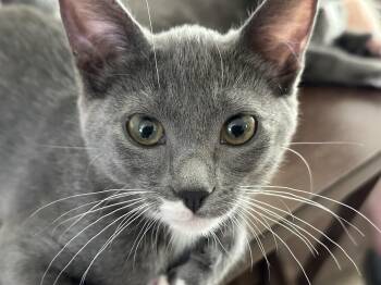 Rescue Domestic Short Hair Cats for Adoption in Joshua Tree, California - MOJITO | PetCurious
