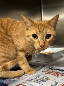 Rescue Domestic Short Hair Cats for Adoption in Lawrenceville, Georgia - If-06 | PetCurious