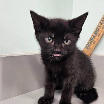 Moon -  Domestic Short Hair Cat for Adoption in Knoxville, Tennessee - Moon | PetCurious