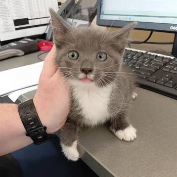 A569067 -  Domestic Short Hair Cat for Adoption - A569067 | PetCurious