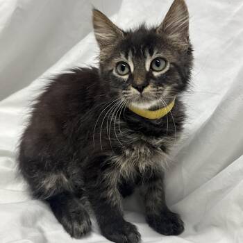 Franklin -  Domestic Long Hair Cat for Adoption in Fredericksburg, Virginia - Franklin | PetCurious