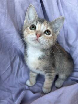 Mango -  Domestic Short Hair Cat for Adoption in Corpus Christi, Texas - Mango | PetCurious