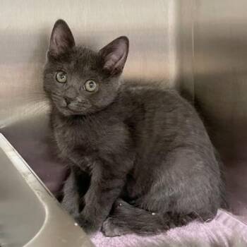 Canoe -  Domestic Short Hair Cat for Adoption in Wheaton, Illinois - Canoe | PetCurious