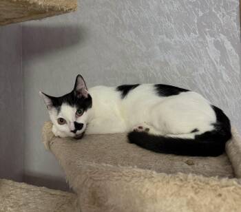Rescue Domestic Short Hair Cats for Adoption - Lucy And Oreo | PetCurious