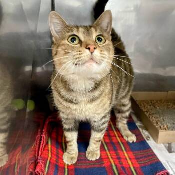 SVAS-Stray-39633 -  Domestic Short Hair Cat for Adoption in Lyndhurst, Virginia - SVAS-Stray-39633 | PetCurious