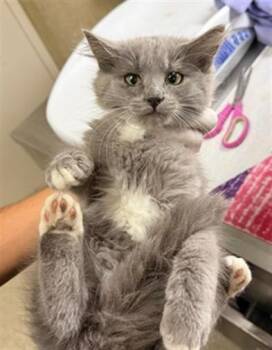 LEBRON -  Domestic Long Hair Cat for Adoption in Riverside, California - LEBRON | PetCurious