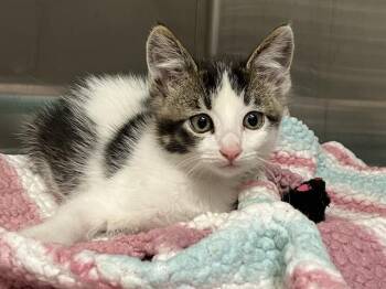 Domestic Short Hair Cats Available for Adoption in Tustin, California - STATIC | PetCurious