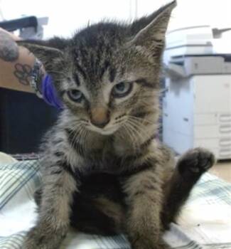 Domestic Short Hair Cats Available for Adoption in Doral, Florida - JEFFY | PetCurious