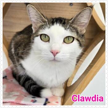 Domestic Short Hair Cats Available for Adoption in North Saint Paul, Minnesota - Clawdia | PetCurious