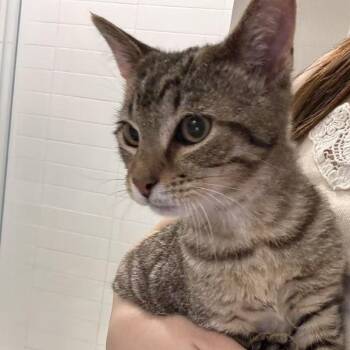 Tamagotchi -  Domestic Short Hair Cat for Adoption in Durham, North Carolina - Tamagotchi | PetCurious