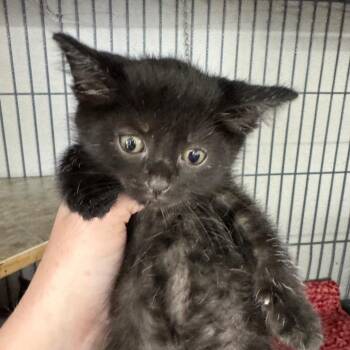 Rocky Lee Tank -  Norwegian Forest Cat and Maine Coon Cat for Adoption in Mount Vernon, Illinois - Rocky Lee Tank | PetCurious