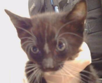 CHARBEL -  Domestic Medium Hair Cat for Adoption in Sacramento, California - CHARBEL | PetCurious